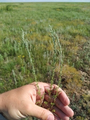 Artemisia pauciflora