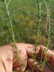 Artemisia pauciflora