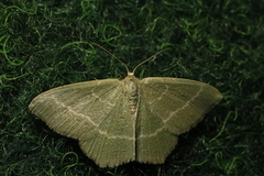Chlorissa cloraria