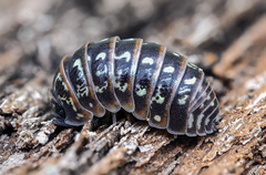 Armadillidium pulchellum