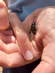 Arniocera auriguttata