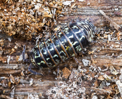 Armadillidium pulchellum