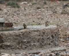 Spizocorys sclateri
