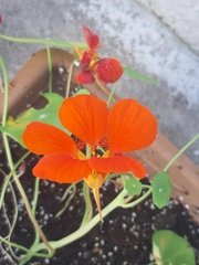 Tropaeolum majus