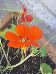 Tropaeolum majus