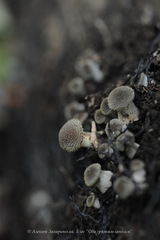 Armillaria cepistipes