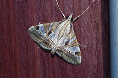 Agrioglypta fulguralis