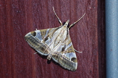 Agrioglypta fulguralis