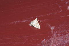 Agrioglypta fulguralis