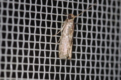 Glyptoteles leucacrinella