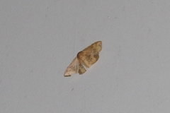 Canaea ryukyuensis