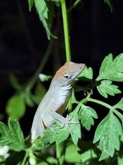 Anolis sagrei