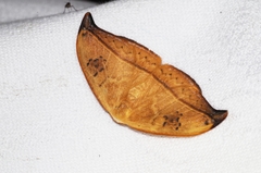 Callidrepana hirayamai