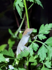 Anolis sagrei