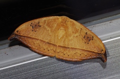 Callidrepana hirayamai