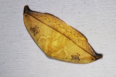 Callidrepana hirayamai