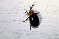 Morphosphaera caerulea