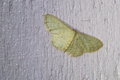 Scopula nesciaria