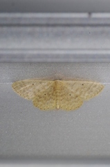 Scopula nesciaria