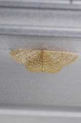 Scopula nesciaria