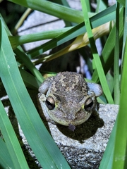 Osteopilus septentrionalis