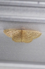 Scopula nesciaria