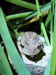 Osteopilus septentrionalis