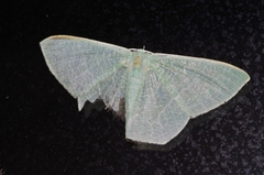 Thalassodes intaminata