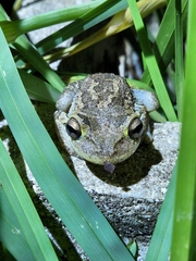 Osteopilus septentrionalis