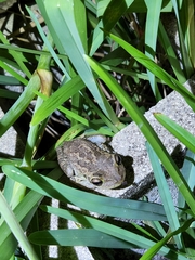 Osteopilus septentrionalis