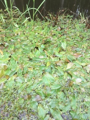 Potamogeton gramineus