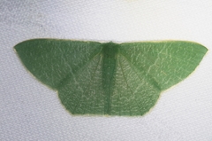 Thalassodes intaminata