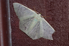 Thalassodes intaminata