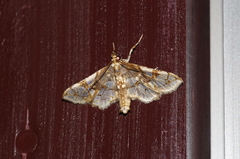 Omphisa anastomosalis