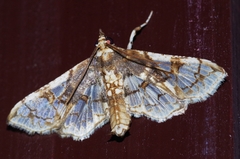 Omphisa anastomosalis