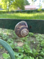 Helix lucorum