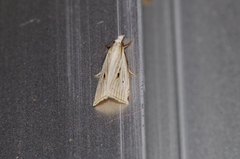 Calamotropha okanoi