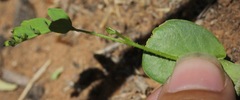 Erythrostemon gilliesii