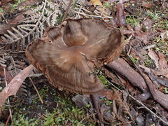 Entoloma conferendum