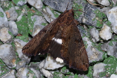 Ercheia dubia