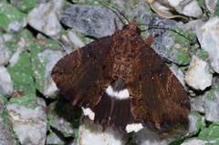 Ercheia dubia