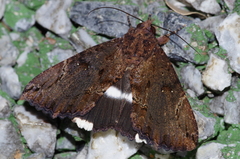 Ercheia dubia