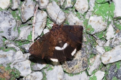 Ercheia dubia