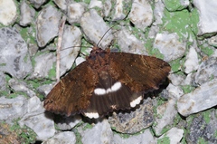 Ercheia dubia