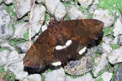 Ercheia dubia