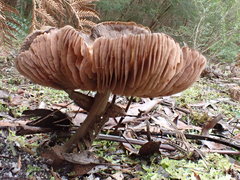 Entoloma conferendum