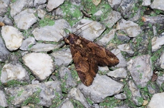 Ercheia dubia