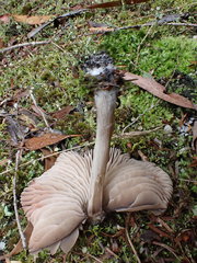 Entoloma conferendum