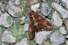 Ercheia dubia
