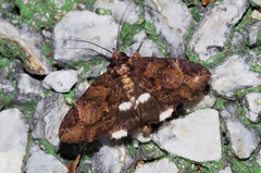 Ercheia dubia